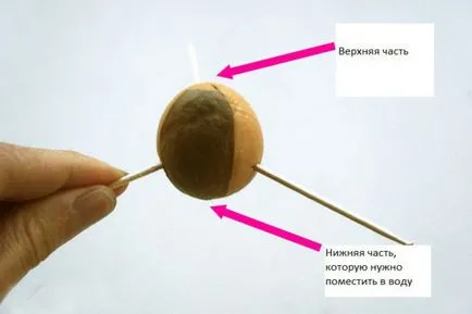 Hogyan növekszik az avokádó egy kő otthon lépésről lépésre fotókkal, videókkal és értékelés (csont) Hogyan növekszik az avokádó egy kő otthon lépésről lépésre fotókkal és videó vélemény