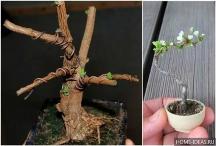 Hogyan növekszik bonsai az otthoni videó és fénykép, bonsai stílusok