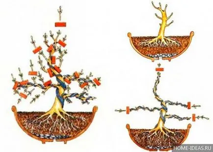 Hogyan növekszik bonsai az otthoni videó és fénykép, bonsai stílusok