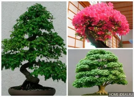 Hogyan növekszik bonsai az otthoni videó és fénykép, bonsai stílusok