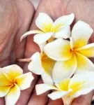 Hogyan növekszik a magok plumeria otthon lépésről lépésre a fotók és videók, továbbá