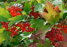 Kalina tenyésztési és szaporítási (Viburnum) Kalina művelés és betakarítás