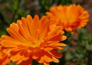 Calendula növekvő magról, ha a növény