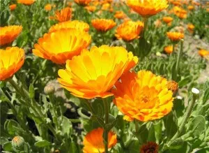 Calendula növekvő magról, ha a növény