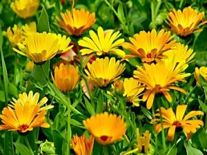 Calendula növekvő magról, ha a növény