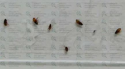 Advanteydzh cseppek macskáknak, használati és ellenjavallatok