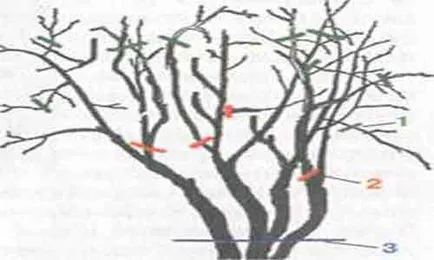 Kalina tenyésztés titkait ház (jobb ültetett Viburnum) Kalina tenyésztés titkait ház
