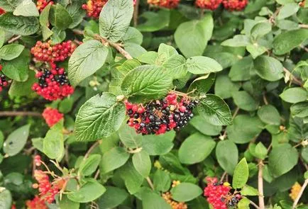 Kalina ültetés és gondozás a rugó (Viburnum) Kalina tavaszi ültetés és gondozás