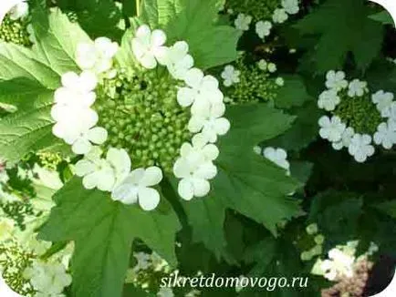 Kalina tenyésztés titkait ház (Viburnum növekvő) Kalina tenyésztés titkait ház