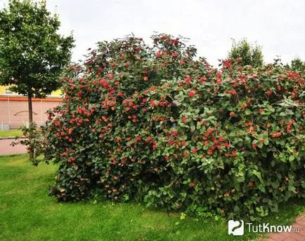 Kalina termesztés, gondozás, metszés növények (Viburnum) Kalina termesztés, gondozás, metszés növények