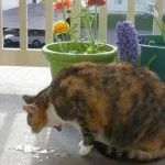 Cat nem hajlandó enni, és egy csomó súly okok és alszik egész idő alatt, vizet isznak, csak annyit kell tennie, (víz) Cat nem hajlandó enni, és egy csomó súly okok és alszik egész idő alatt, vizet isznak, csak annyit kell tennie,