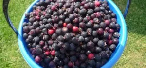 Amikor érett Saskatoon bogyók gyűjtése és tárolása (ha érett Saskatoon) Amikor érett bogyók saskatoon gyűjtése és tárolása