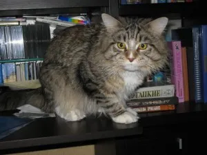 Feline intelligencia, megint macskák