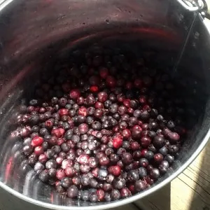 Amikor érett bogyók saskatoon gyűjtése és tárolása (ha tartott lépést Saskatoon) Amikor érett bogyók saskatoon gyűjtése és tárolása