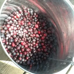 Amikor érett bogyók saskatoon gyűjtése és tárolása (ha tartott lépést Saskatoon) Amikor érett bogyók saskatoon gyűjtése és tárolása