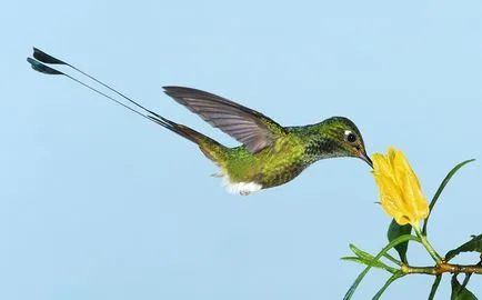 Hummingbirds - kis csoda