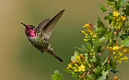 Hummingbirds, állat enciklopédia