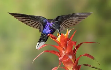 Hummingbirds - kis csoda