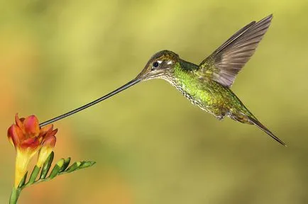 Hummingbirds - kis csoda
