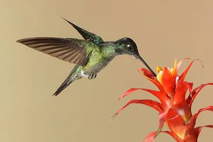 Hummingbirds - kis csoda