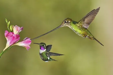 Hummingbirds - kis csoda