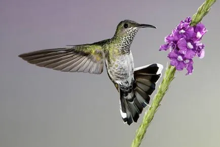 Hummingbirds - kis csoda
