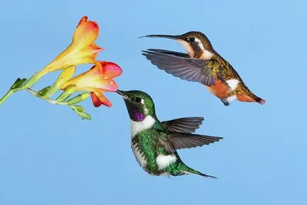 Hummingbirds - kis csoda