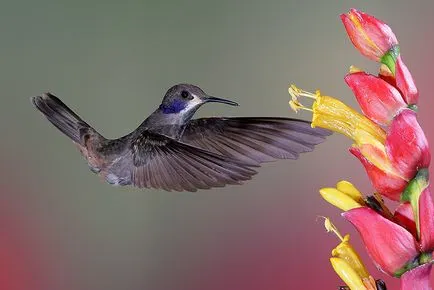 Hummingbirds - kis csoda