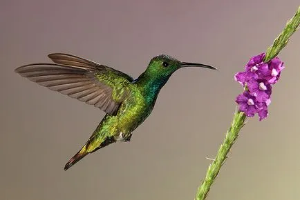 Hummingbirds - kis csoda