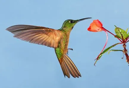 Hummingbirds - kis csoda