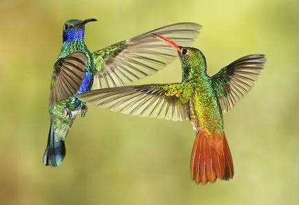 Hummingbirds - kis csoda