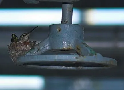 Hummingbirds, állat enciklopédia