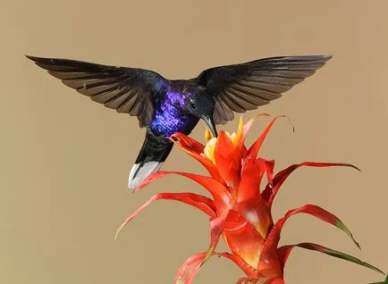Hummingbirds - kis csoda