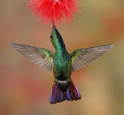 Hummingbirds - kis csoda