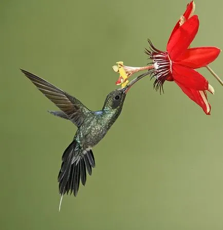 Hummingbirds - kis csoda