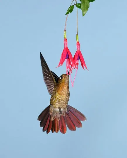 Hummingbirds - kis csoda