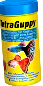 tetra guppy
