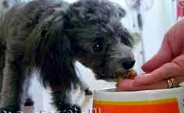 kölyök poodle