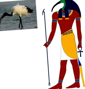 afrikai afrikai