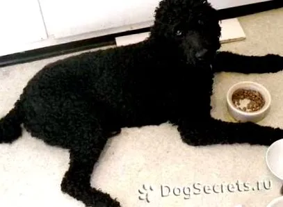 poodle kölyök