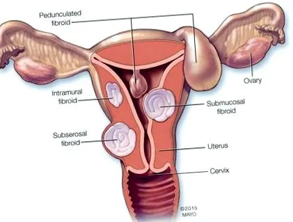 hpv-kezelési hpv-vírus