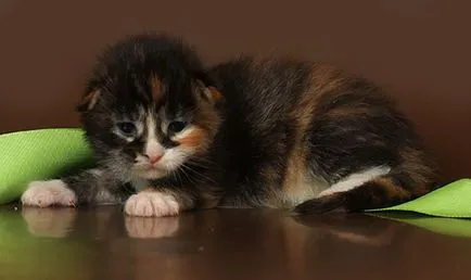 Maine Coon kiscicák
