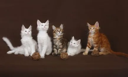 Maine Coon kiscicák