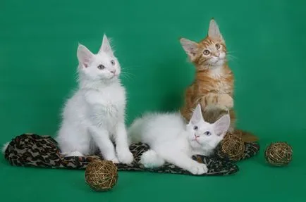 Maine Coon kiscicák