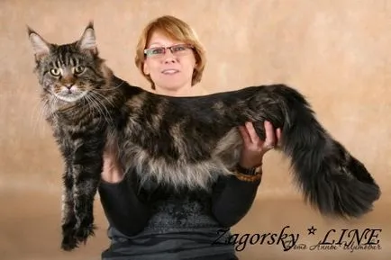 Maine Coon kiscicák