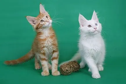 Maine Coon kiscicák