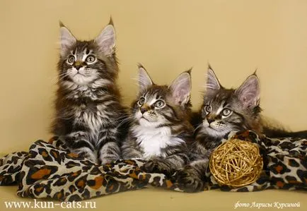Maine Coon kiscicák
