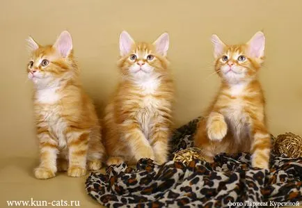 Maine Coon kiscicák