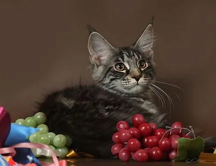 Maine Coon kiscicák