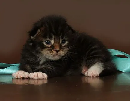 Maine Coon kiscicák
